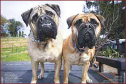 Our late friend Taser and his pal Tallulah, Wine Dogs USA